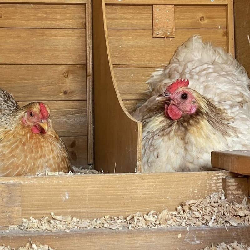 Two hens in a nesting box