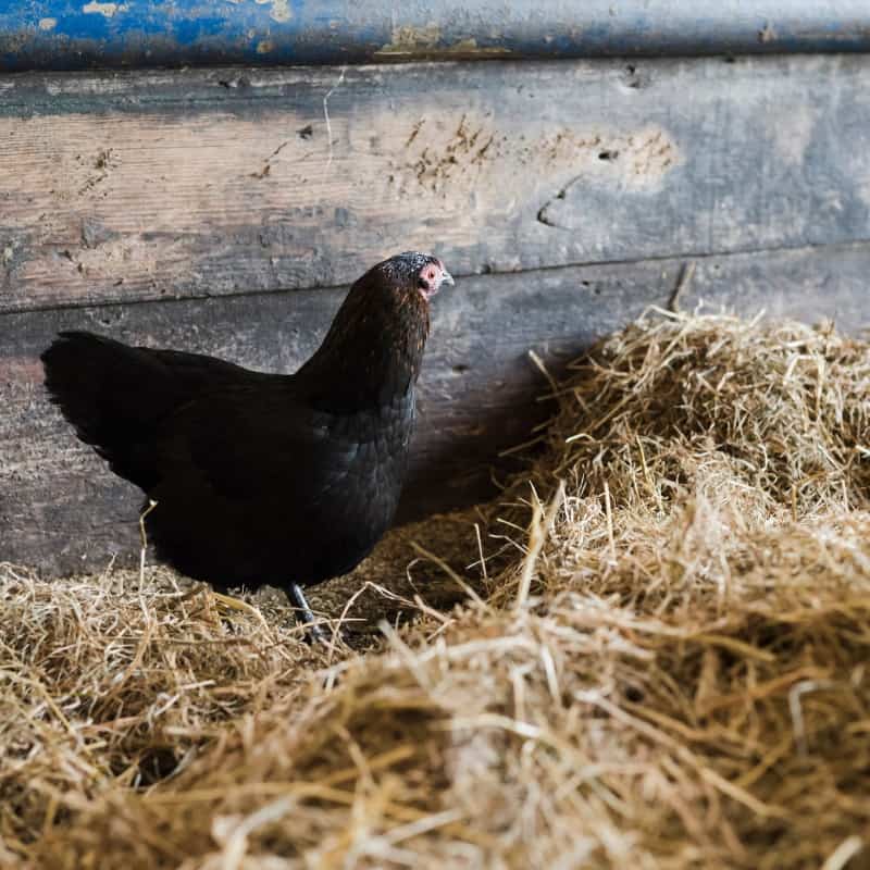 Disadvantages of Straw or Hay