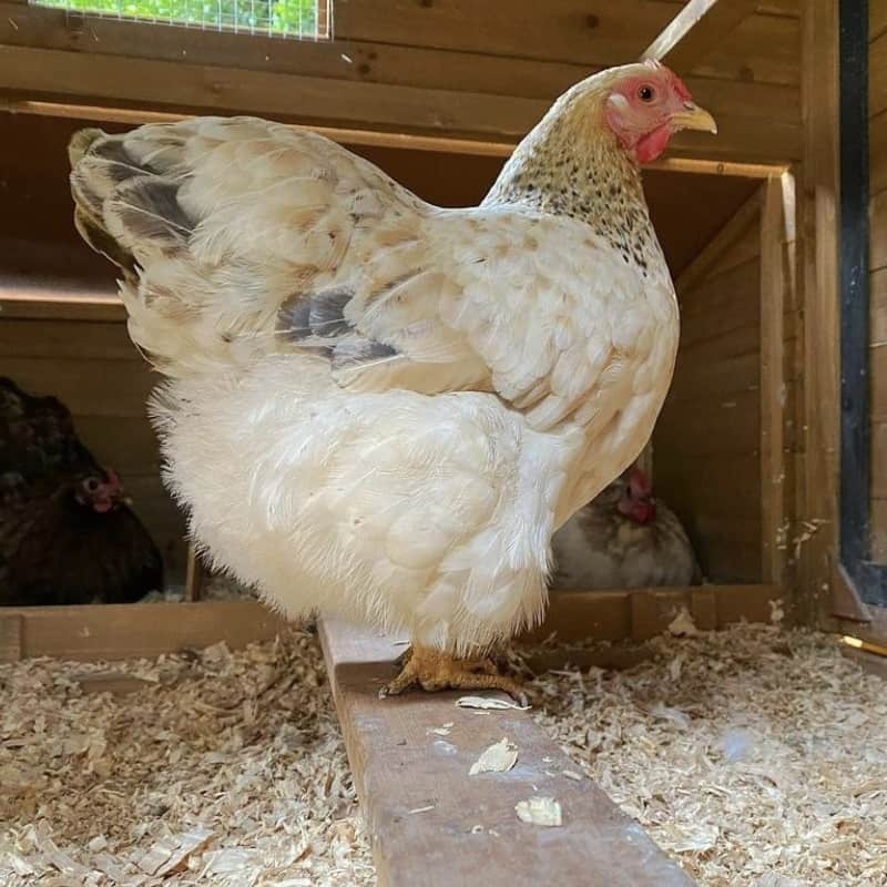 Exploring the Role of Perches in Chicken Behaviour and Well-being