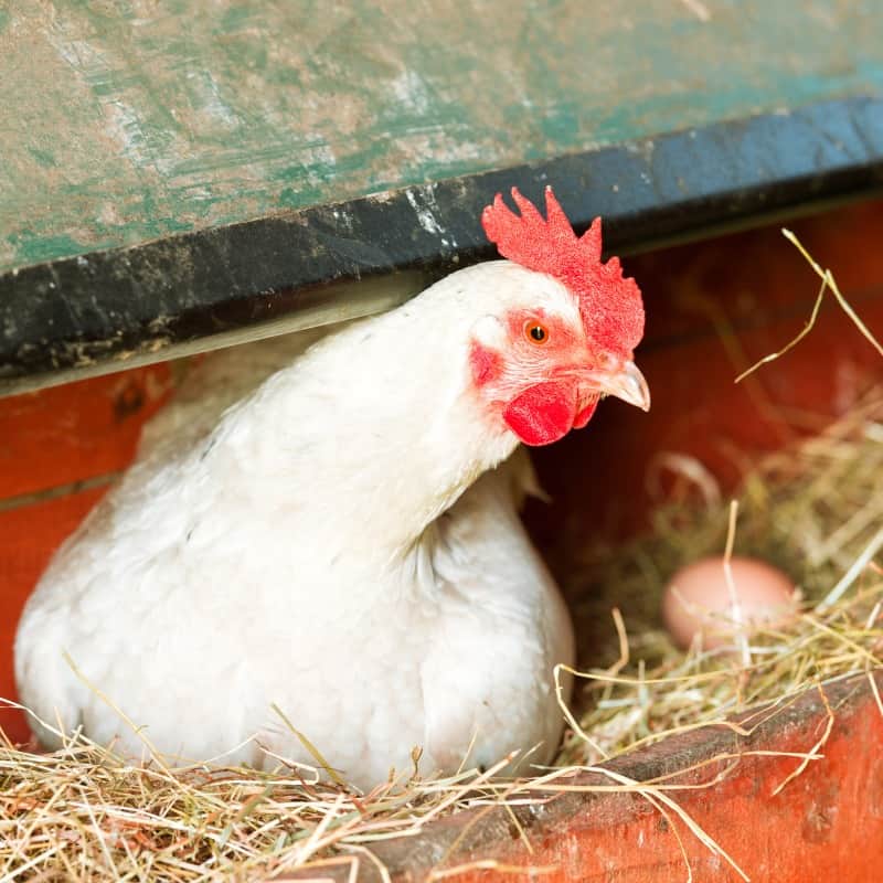 Factors to Consider When Choosing Chicken Coop Bedding