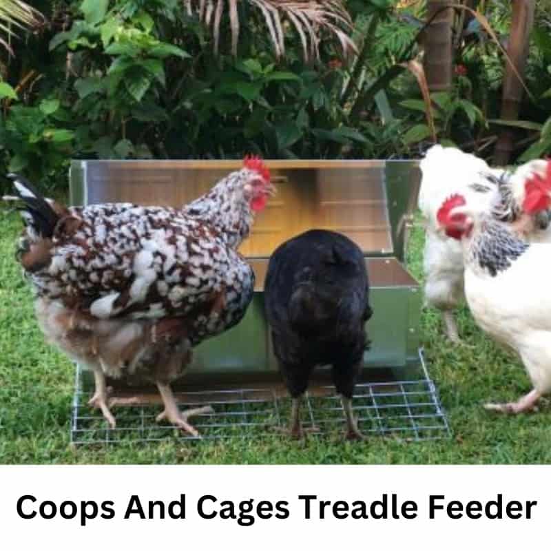 Feeding Free Ranging Chickens