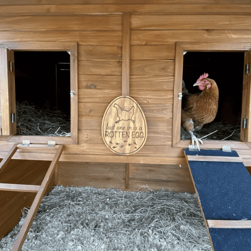 Free Range vs Enclosed Chickens