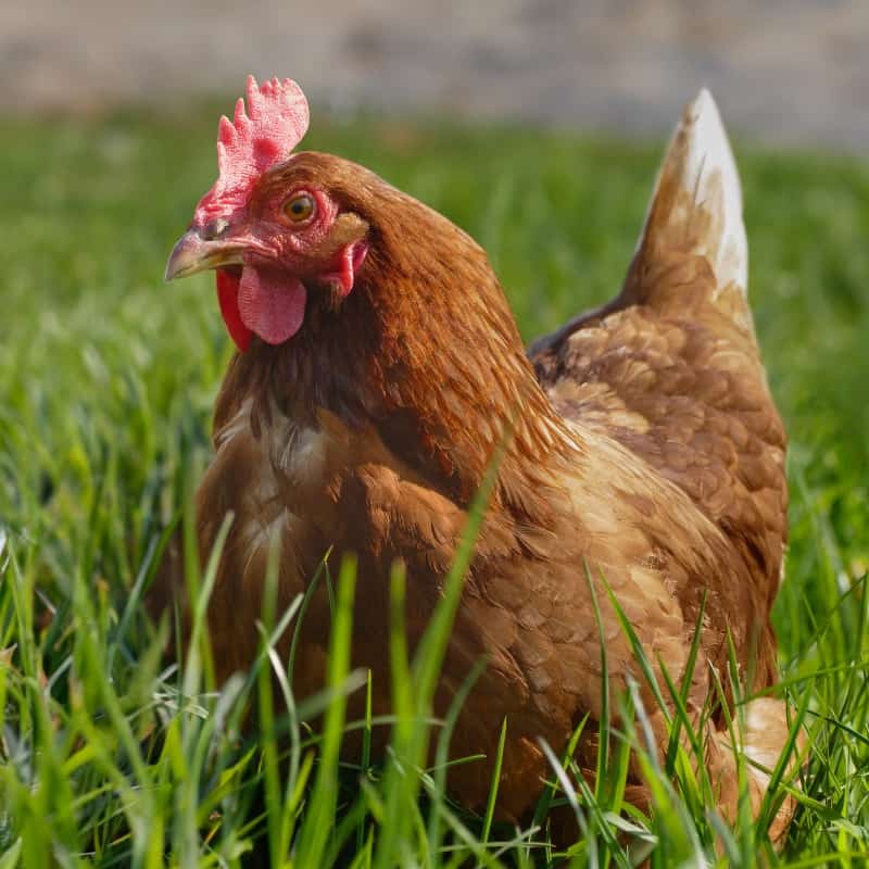 Promoting Physical Activity to Maintain Healthy Chickens