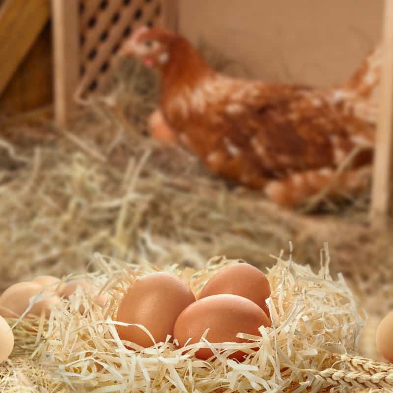 Understanding the Importance of Chicken Coop Bedding