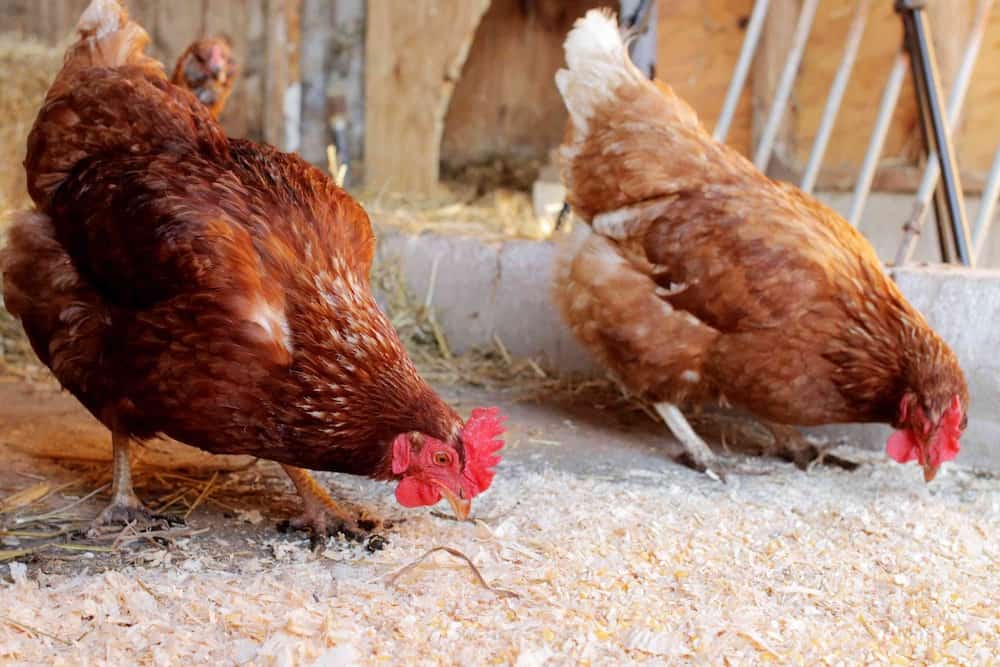 What Do Chickens Need in a Coop