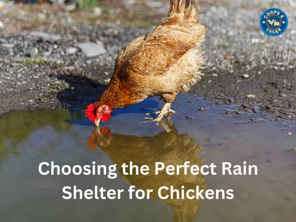 Choosing the Perfect Rain Shelter for Chickens