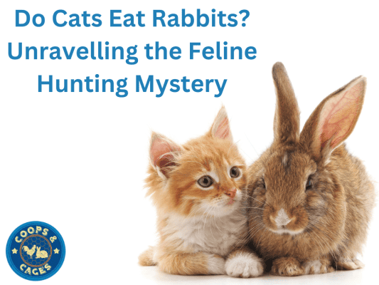 Do Cats Eat Rabbits?