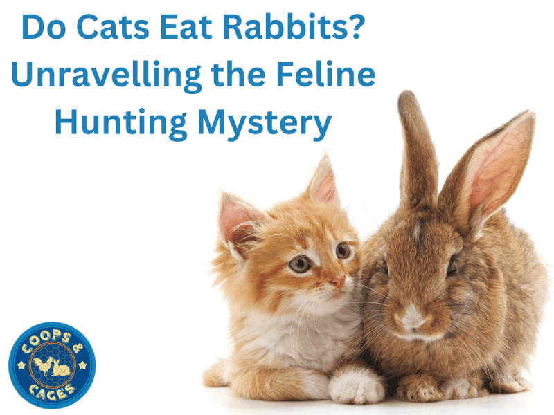 Do Cats Eat Rabbits? Unravelling The Feline Hunting Mystery