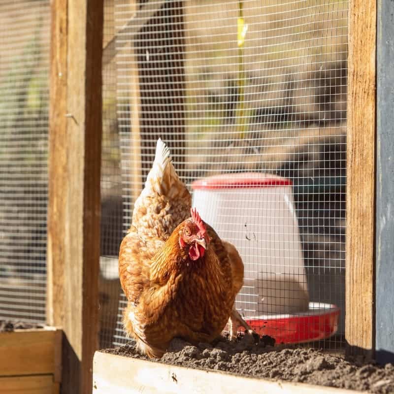 Factors Influencing Space Requirements for Chickens
