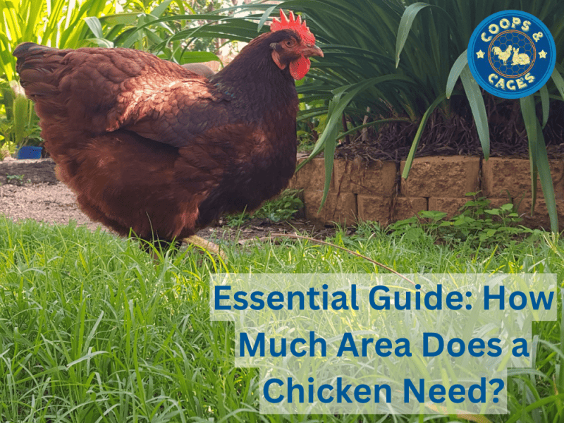 Essential Guide How Much Area Does A Chicken Need?