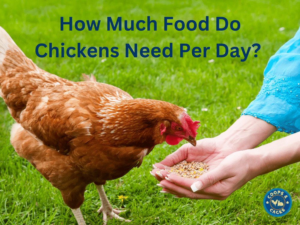 How Much Food Do Chickens Need Per Day? An Aussie Guide