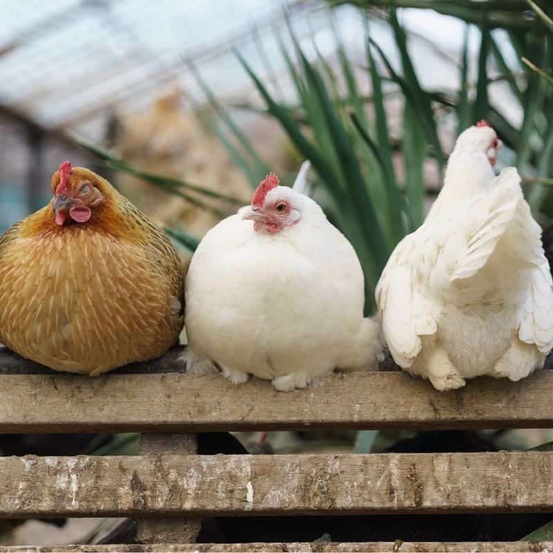How Much Perch Space Does Each Chicken Need