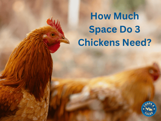 How Much Space Do 3 Chickens Need? Decoding Coop Size