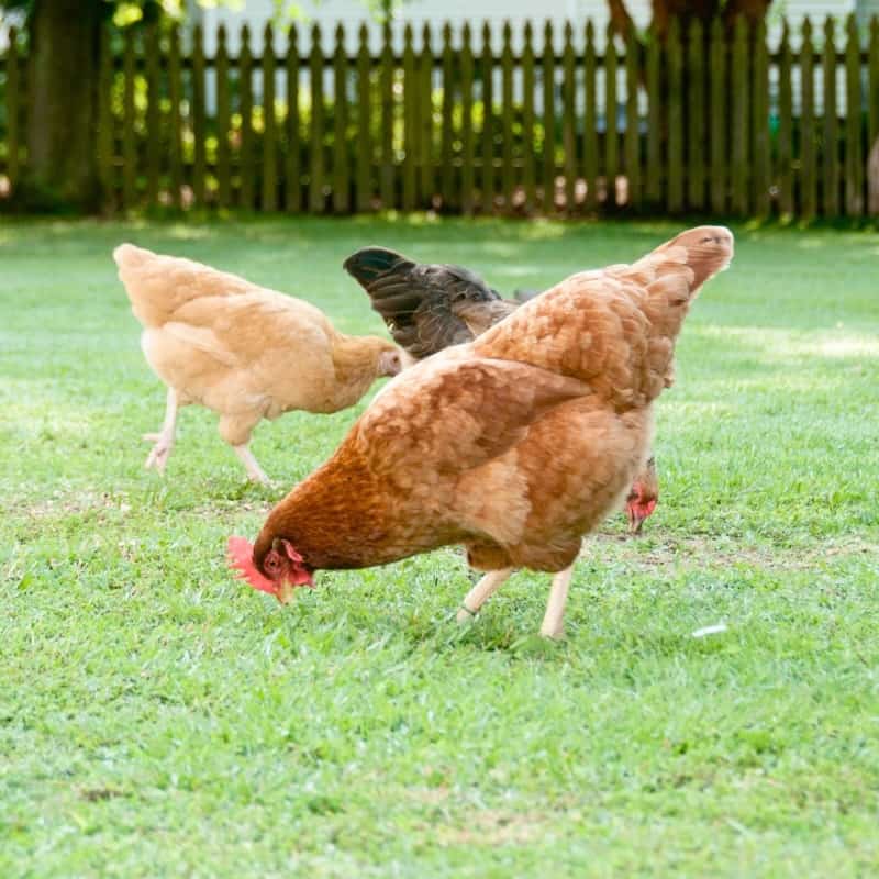 How Much Space Do 3 Chickens Need to Exercise?