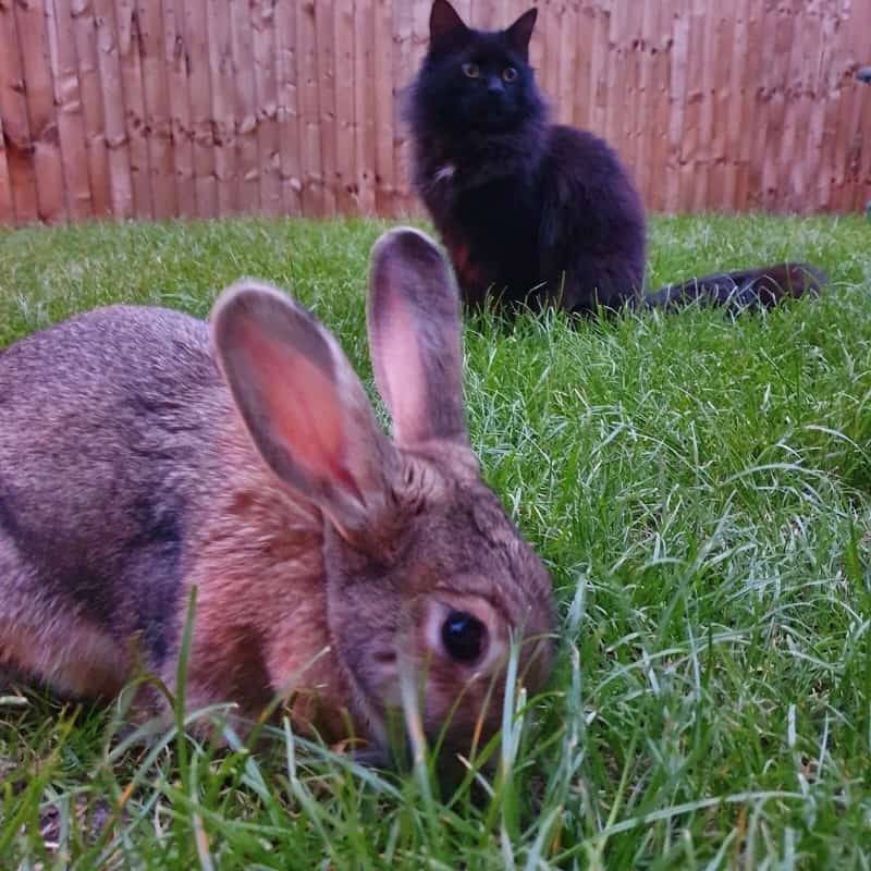 How Often Do Cats Hunt and Eat Rabbits