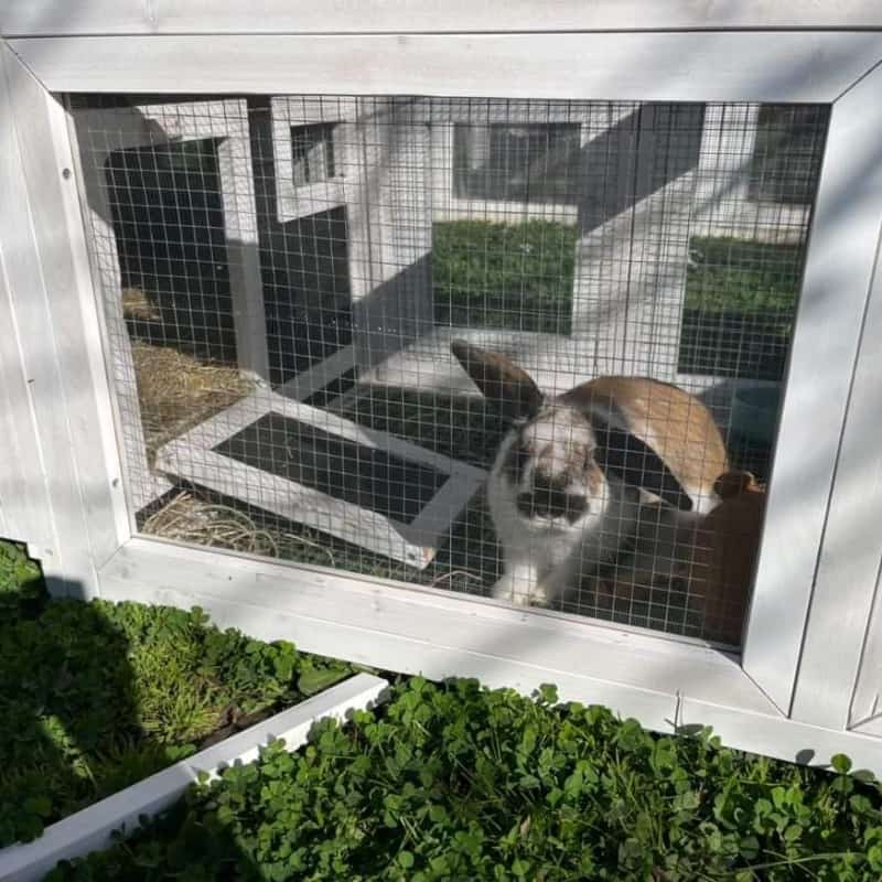 How do you make a rabbit hutch safe