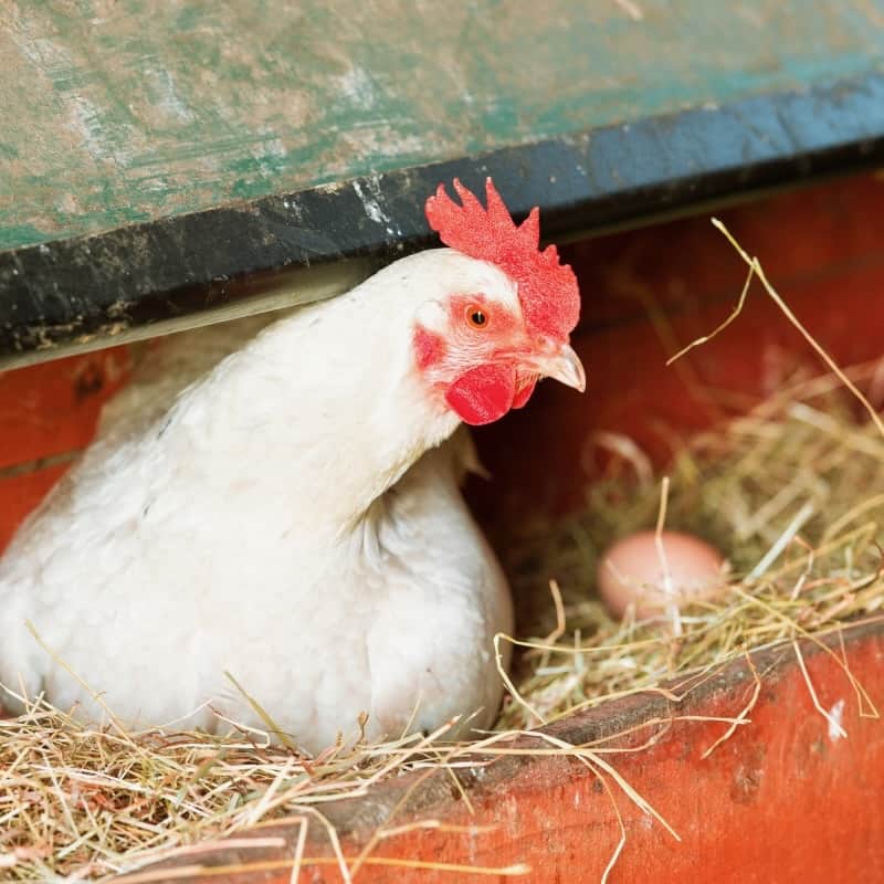 Indoor Housing Space Requirements for Chickens