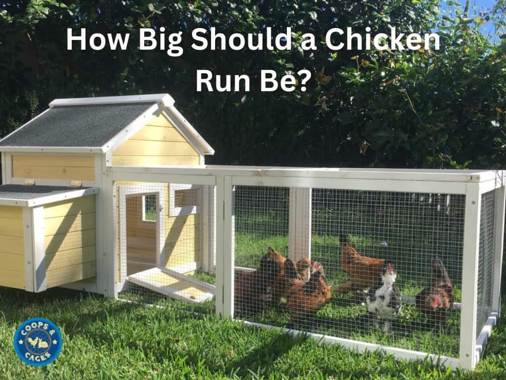 Optimal Size How Big Should A Chicken Run Be 