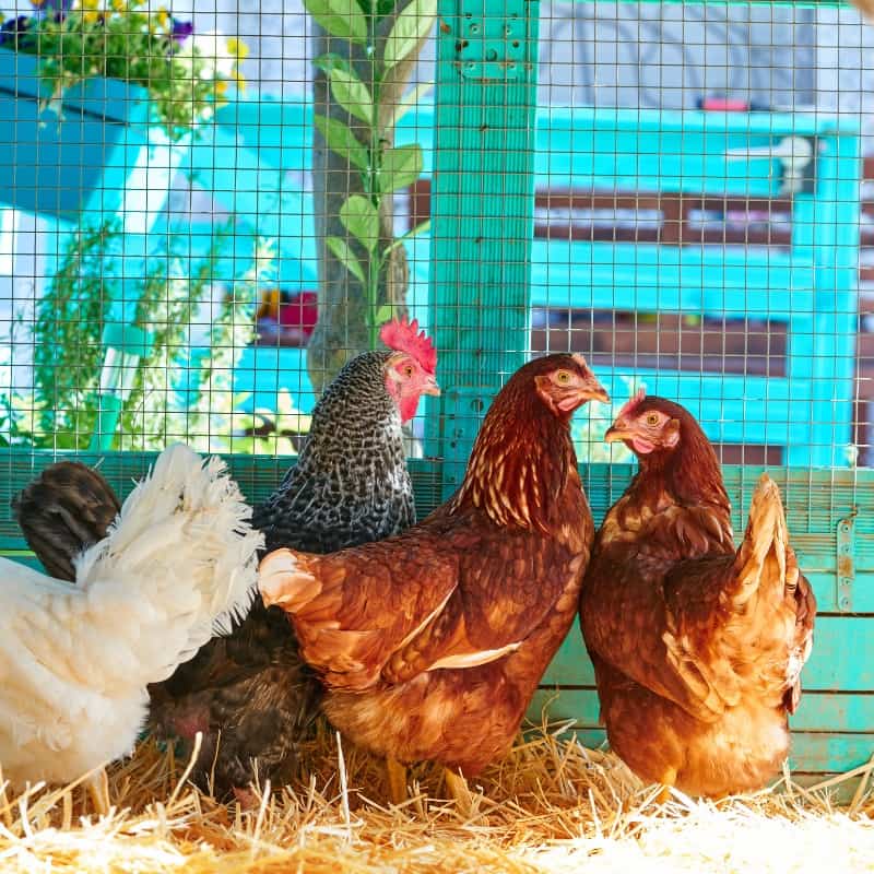 The Impact of Chicken Coop Sizes on Hen Behaviour and Health
