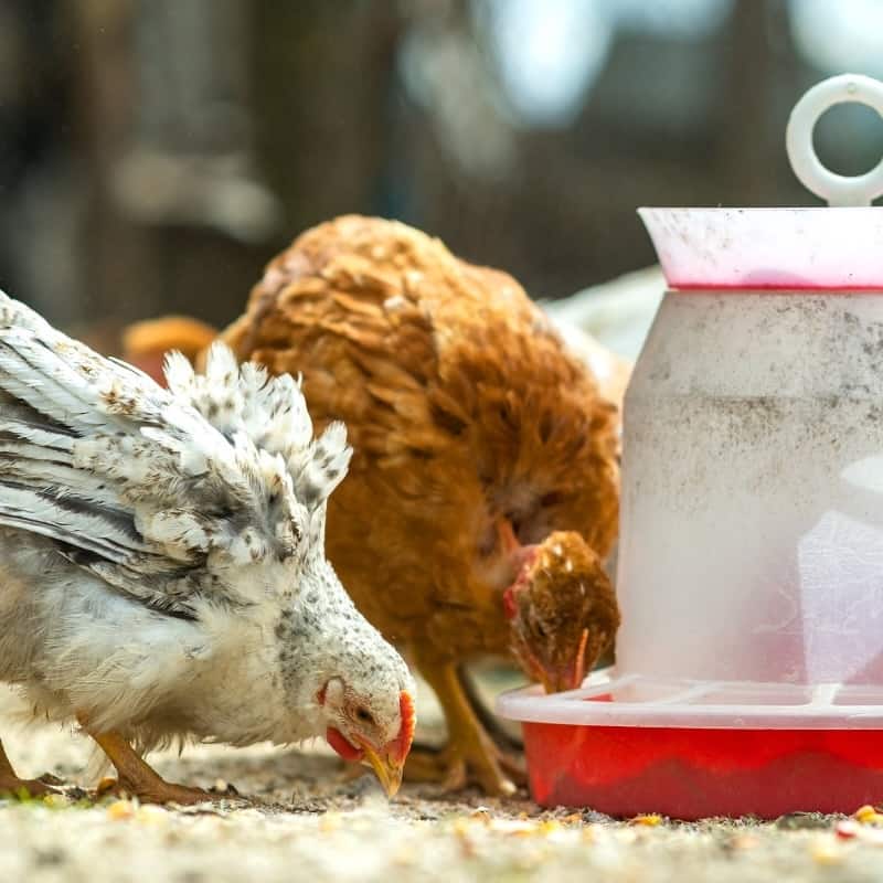 Understanding Chicken Dietary Needs