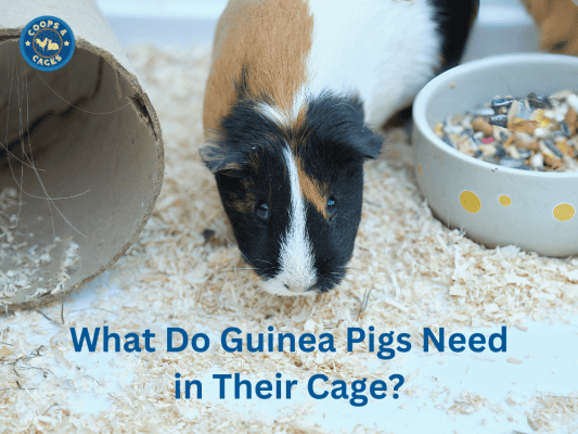 What Do Guinea Pigs Need in Their Cage?