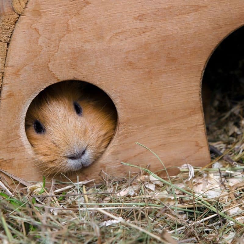 Features of an Ideal Guinea Pig Habitat