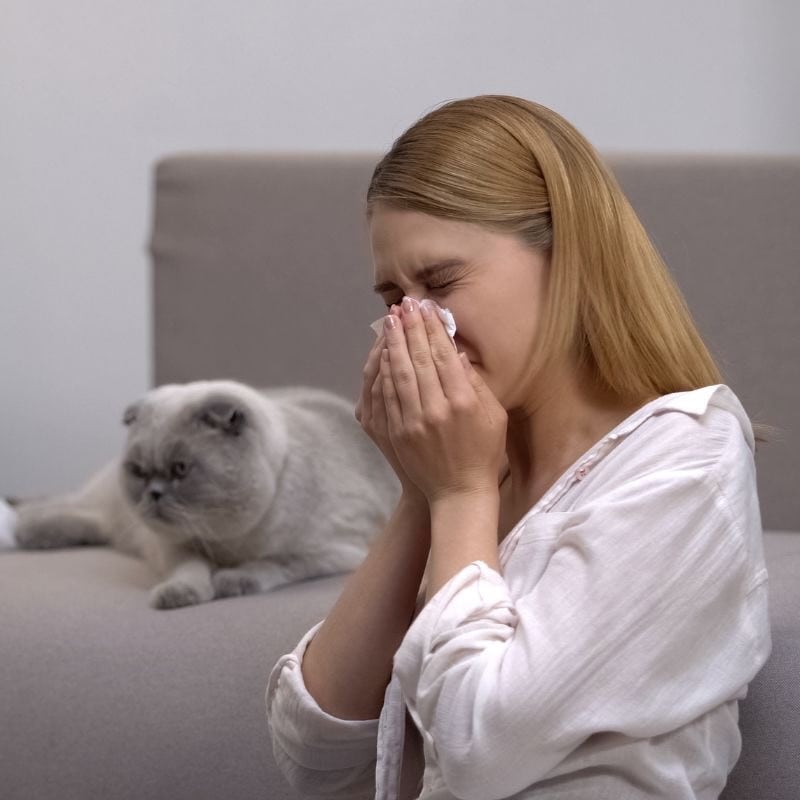 Allergies and Non-Shedding Cats