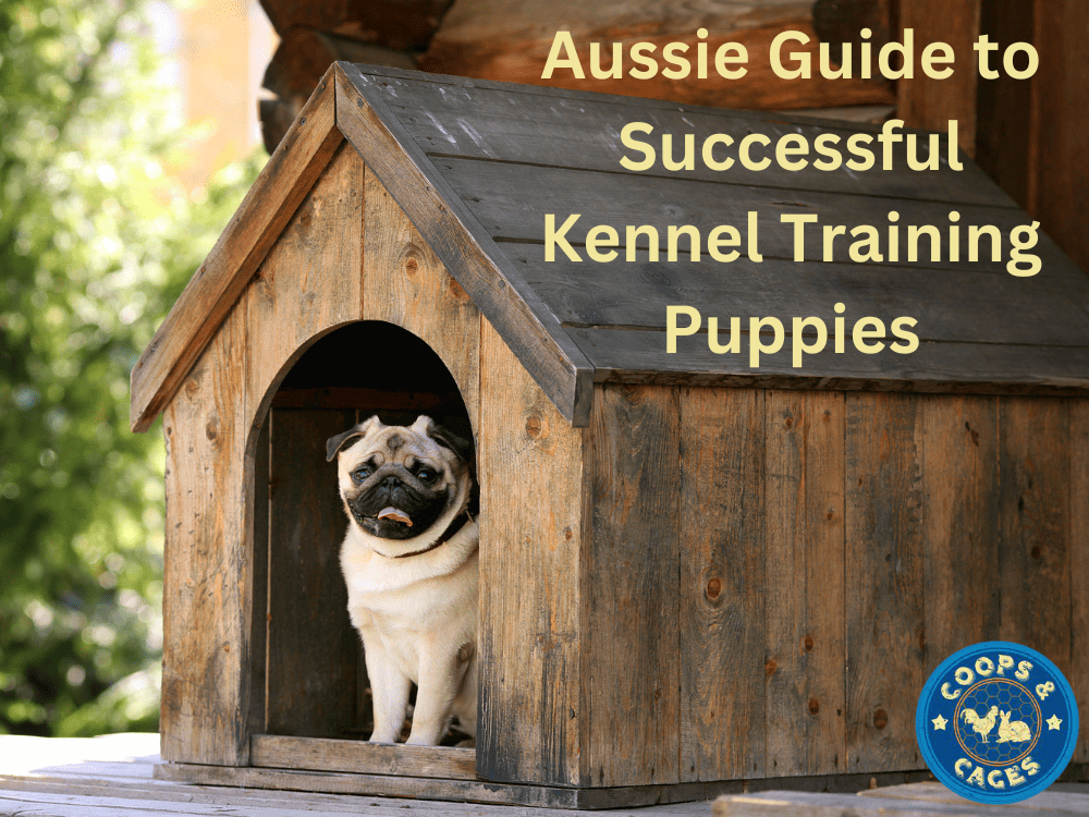 Aussie Guide to Successful Kennel Training Puppies