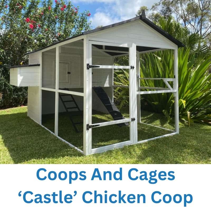 Best Coops for 6 Chickens