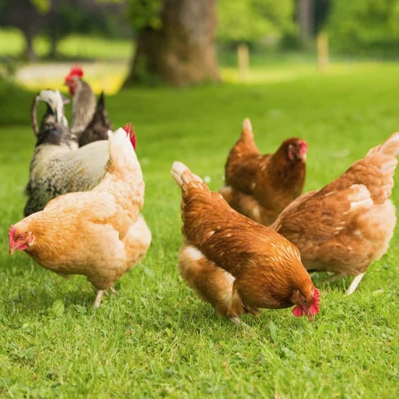 Best Practices for Maintaining Free Range Chicken Coops