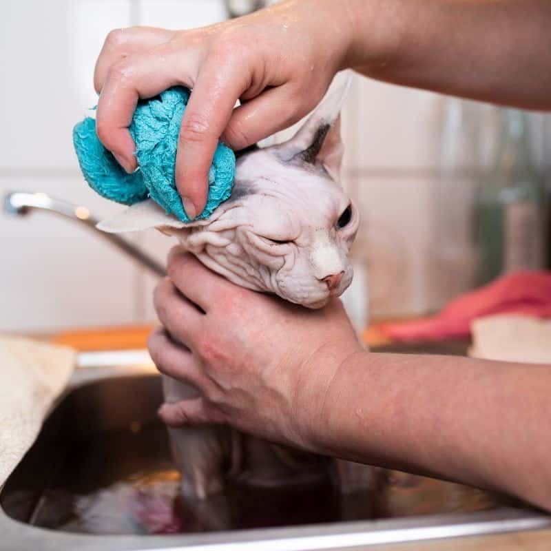 Caring for Your Low-Shedding Cat
