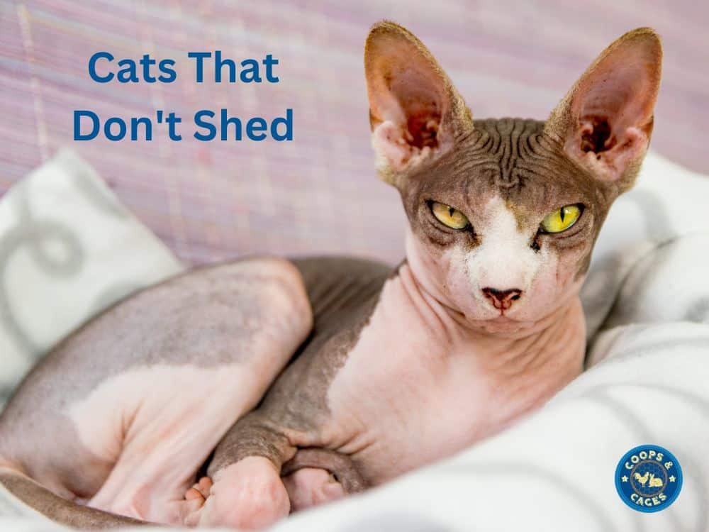 Cats That Don't Shed - A Guide for Allergy Sufferers