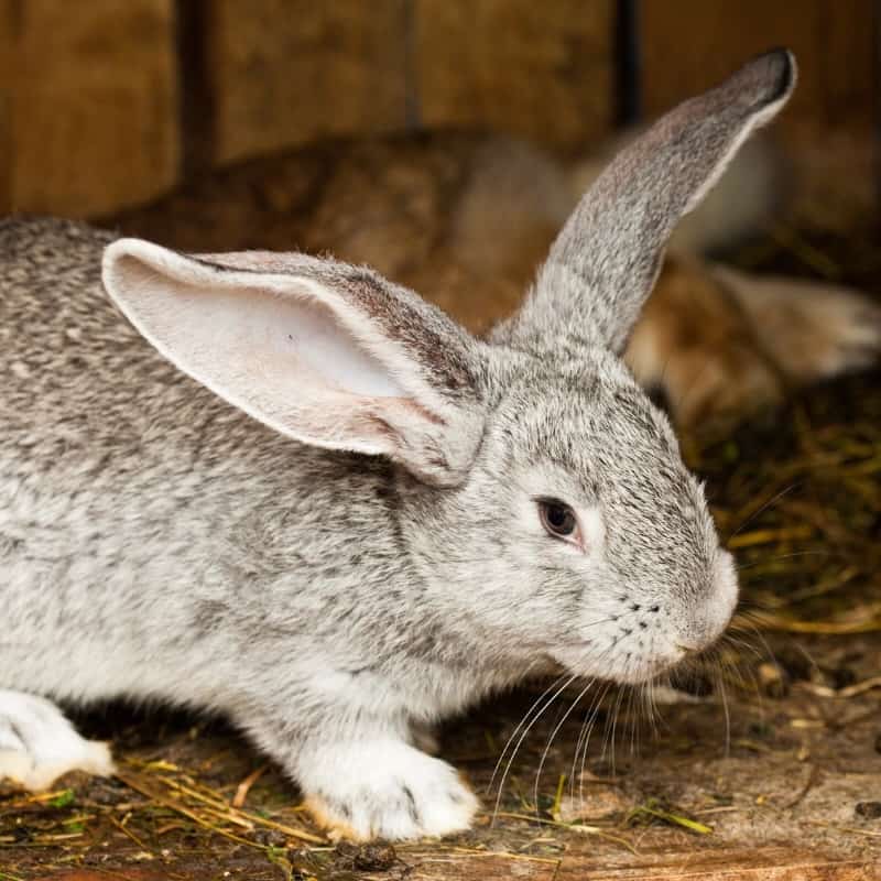 Choosing the Right Location for Your Rabbit Hutch