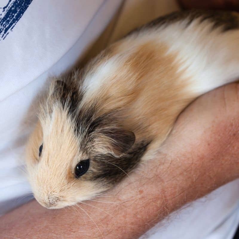 Common Misconceptions About Guinea Pigs