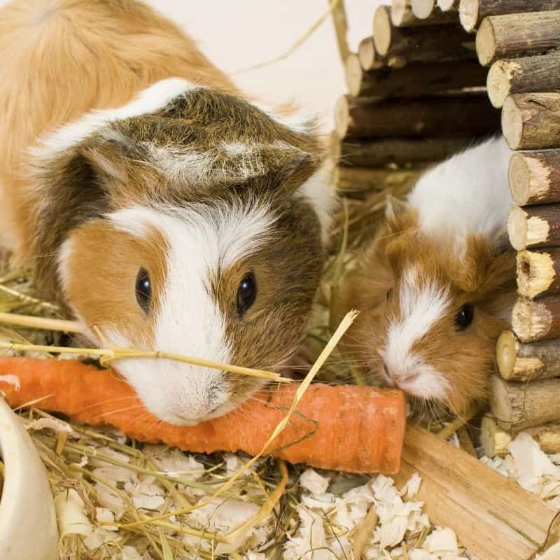 Comparing Guinea Pigs with Other Small Animals