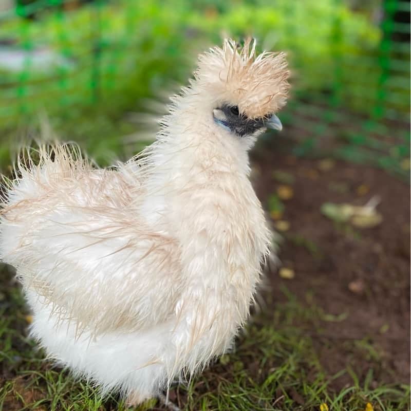 Do Chickens Need Shelter From Rain?