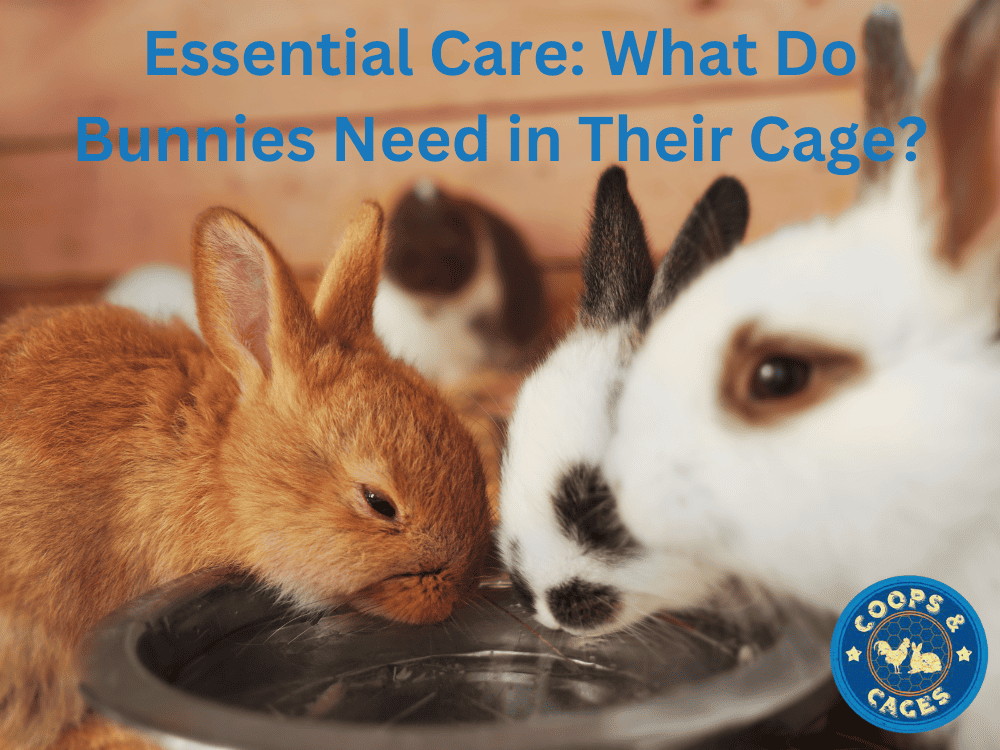 Essential Care- What Do Bunnies Need in Their Cage?