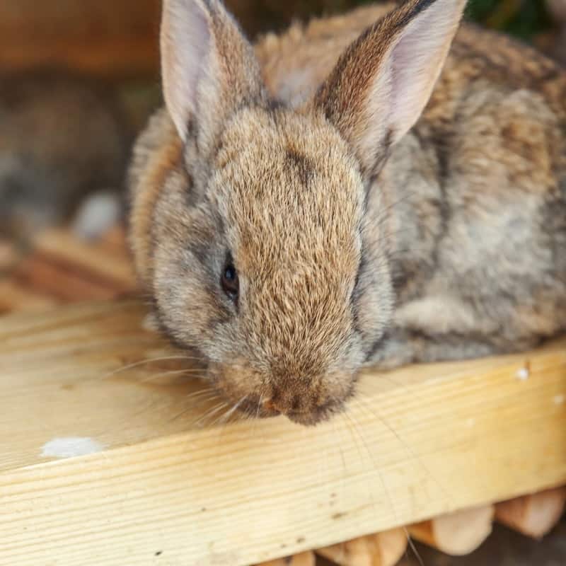 Essential Components of a Rabbit Hutch