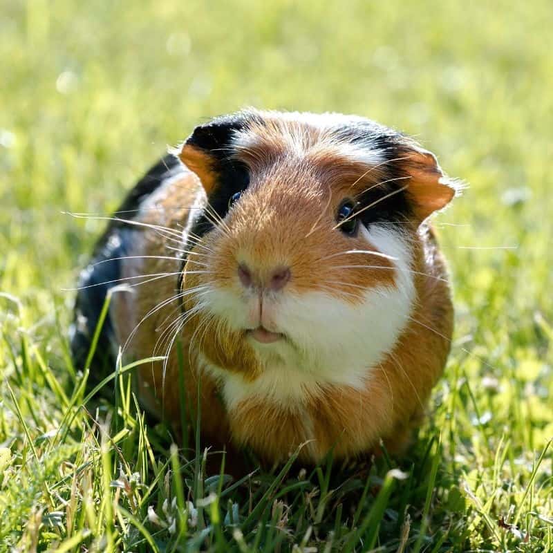 Financial Aspects of Guinea Pig Ownership