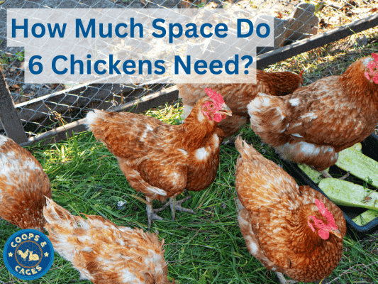 How Much Space Do 6 Chickens Need For A Healthy Coop?