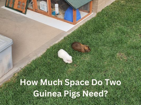How Much Space Do Two Guinea Pigs Need? A Practical Guide