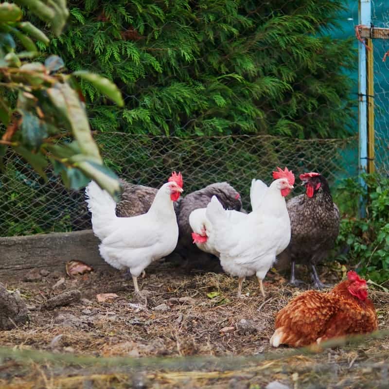 How do you keep chickens free range?