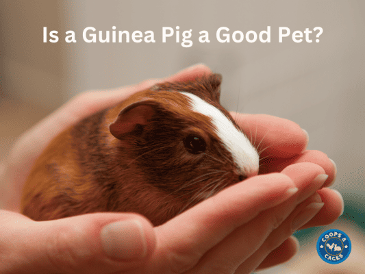 Is a Guinea Pig a Good Pet? Benefits and Comparison