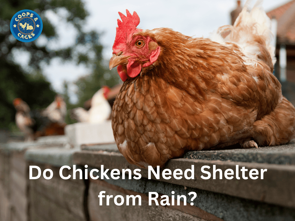 Keeping Your Chooks Dry- Do Chickens Need Shelter from Rain?