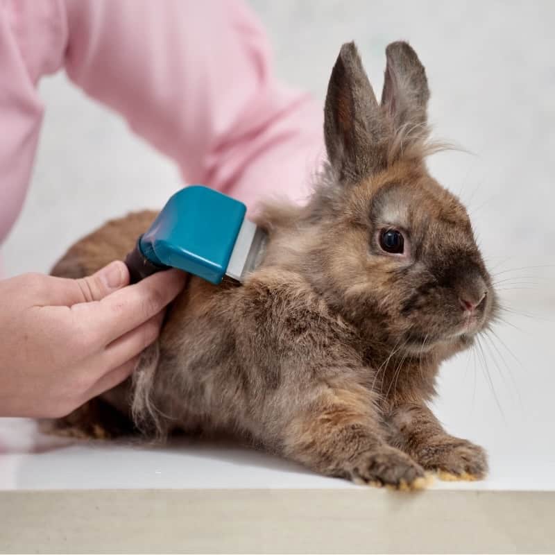 Nail Clippers Designed for Small Animals