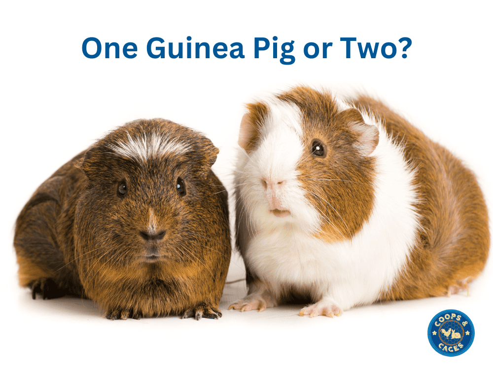 One Guinea Pig or Two- Making the Right Choice
