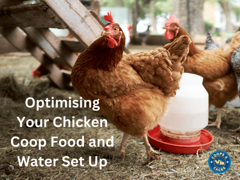 Optimising Your Chicken Coop Food And Water Set Up