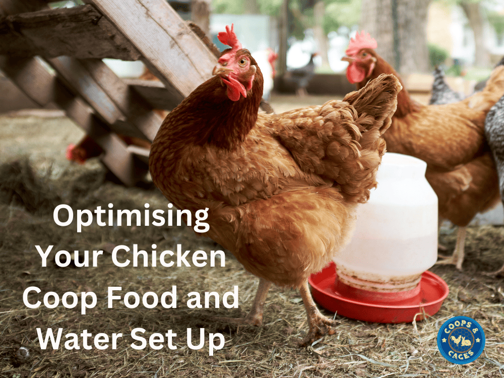Optimising Your Chicken Coop Food and Water Set Up