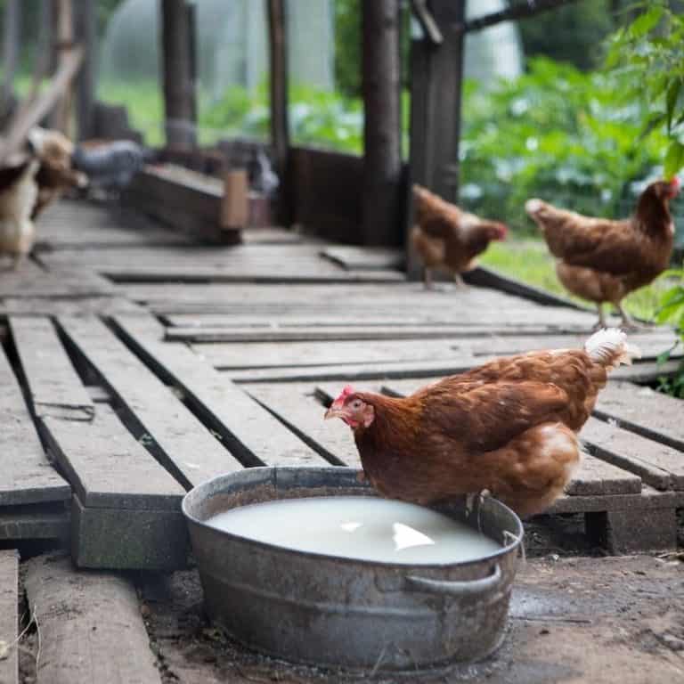 Optimising Your Chicken Coop Food And Water Set Up