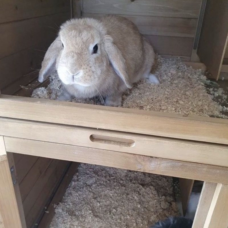Sizing Your Rabbit Hutch Correctly